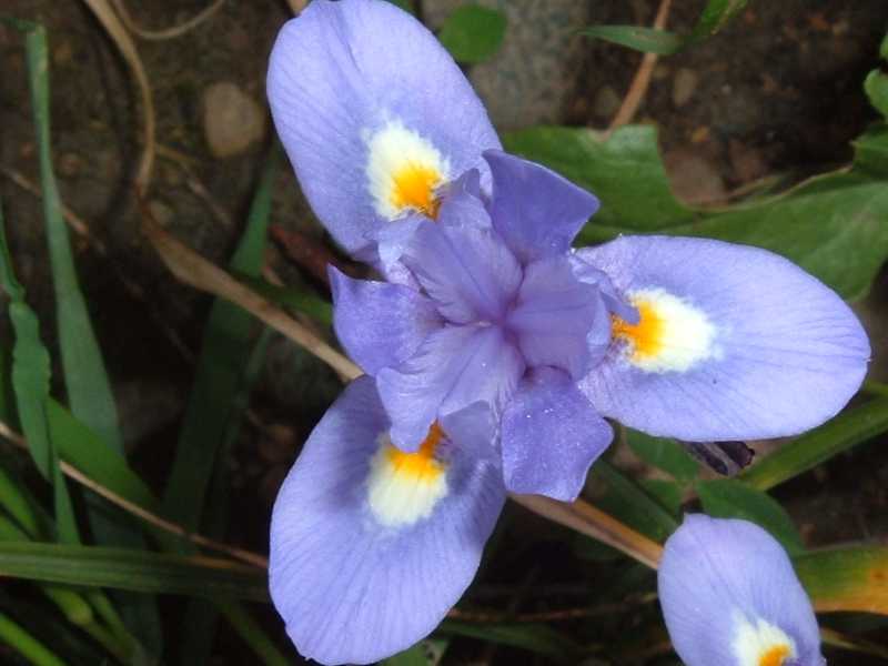 Moraea sisyrinchium (= Gynandriris sisyrinchium )